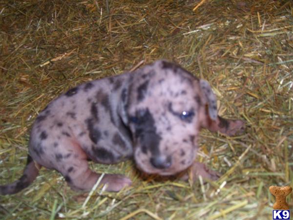 Great Dane Puppies